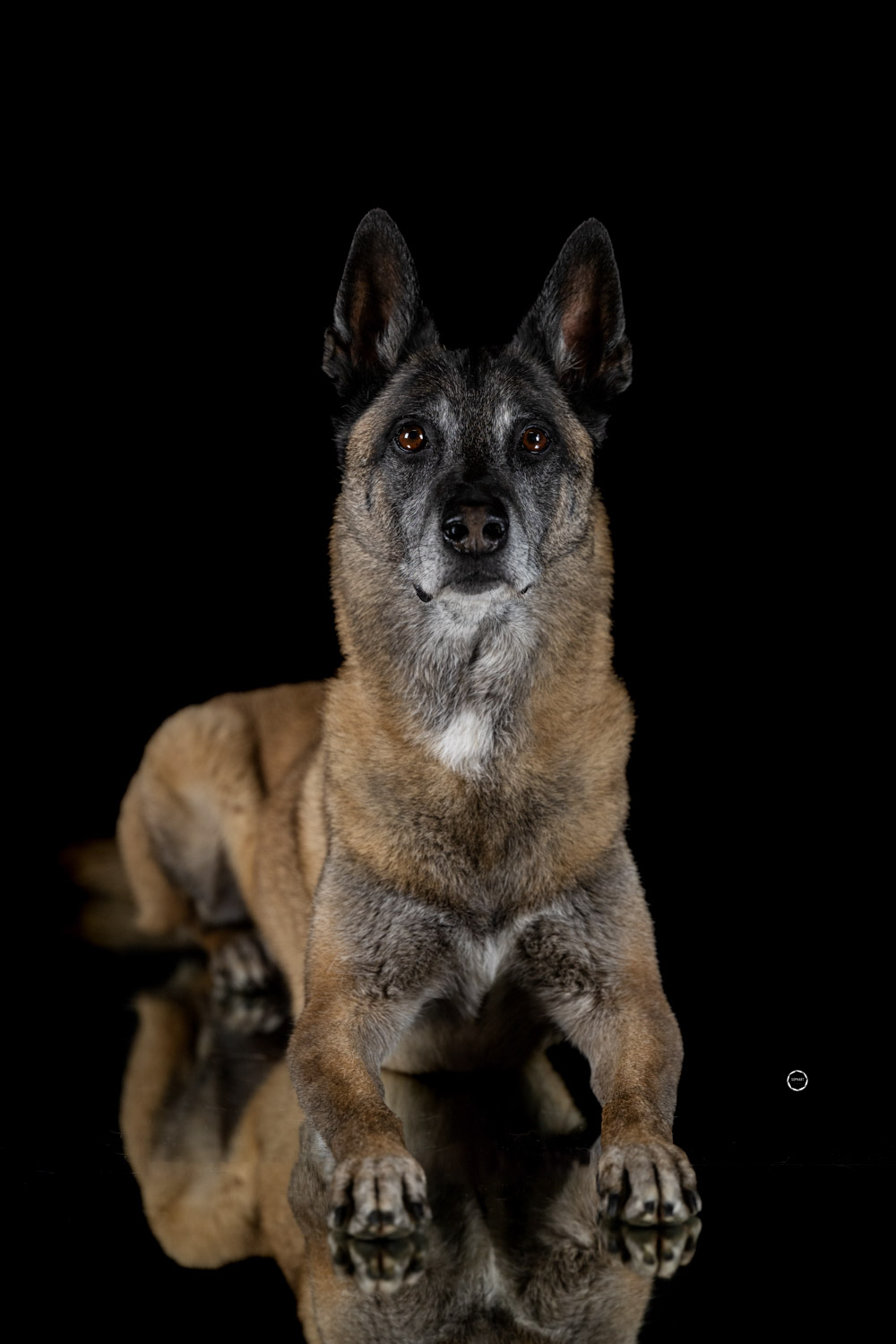 Sophart Photography Hunde Fotografie im Studio