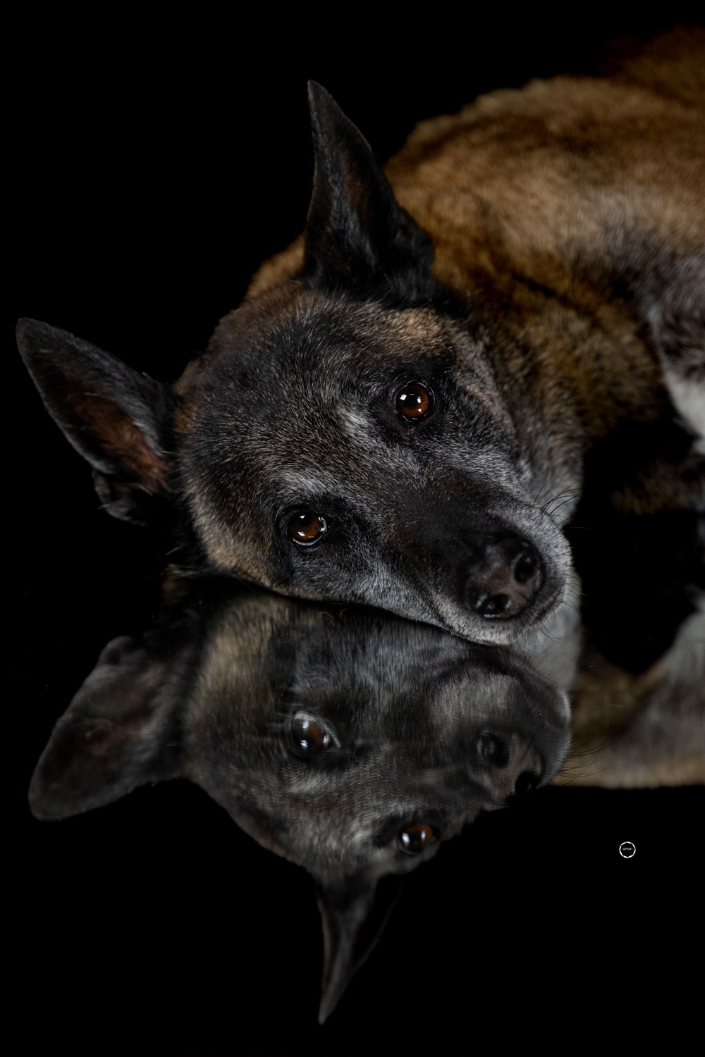 Sophart Photography Hunde Fotografie im Studio