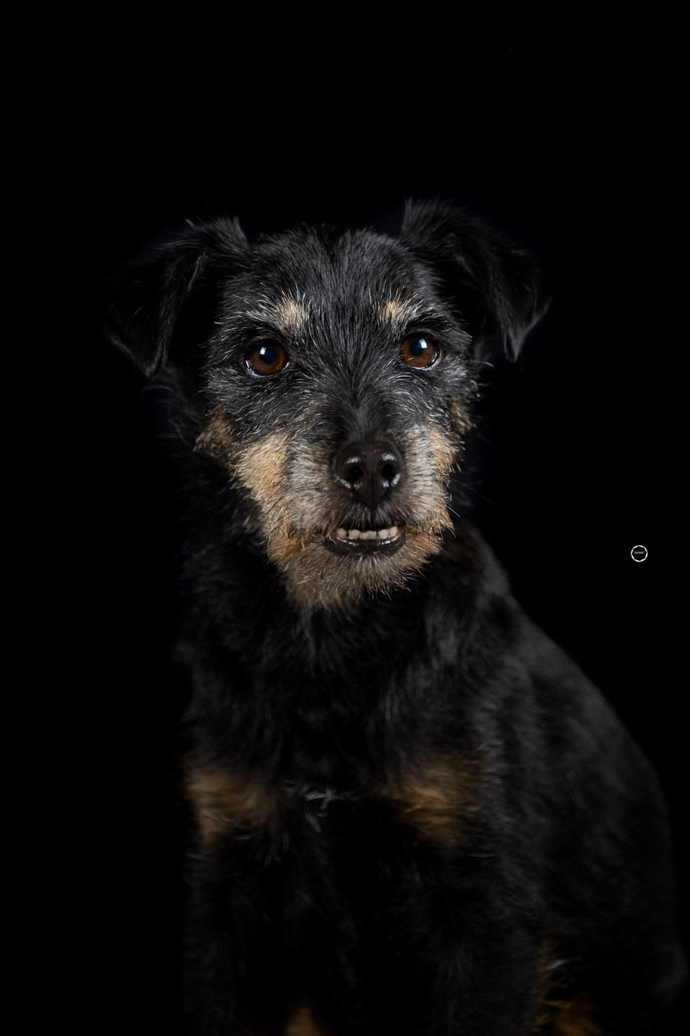 Sophart Photography Hunde Fotografie im Studio