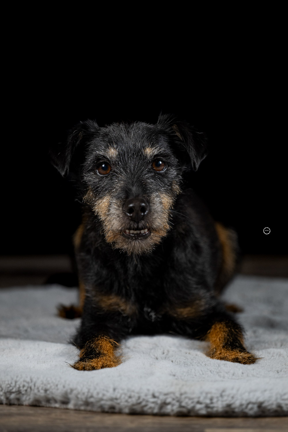 Sophart Photography Hunde Fotografie im Studio