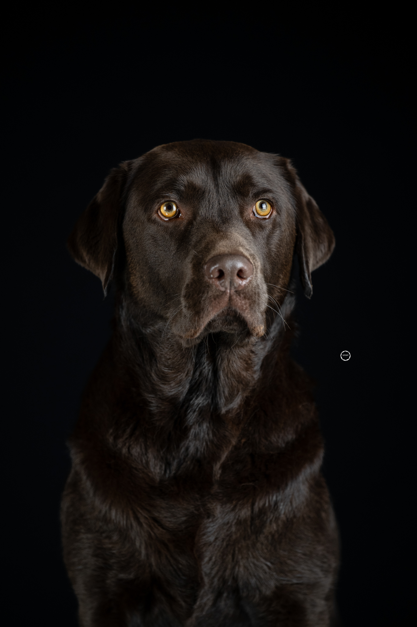 Sophart Photography Hunde Fotografie im Studio