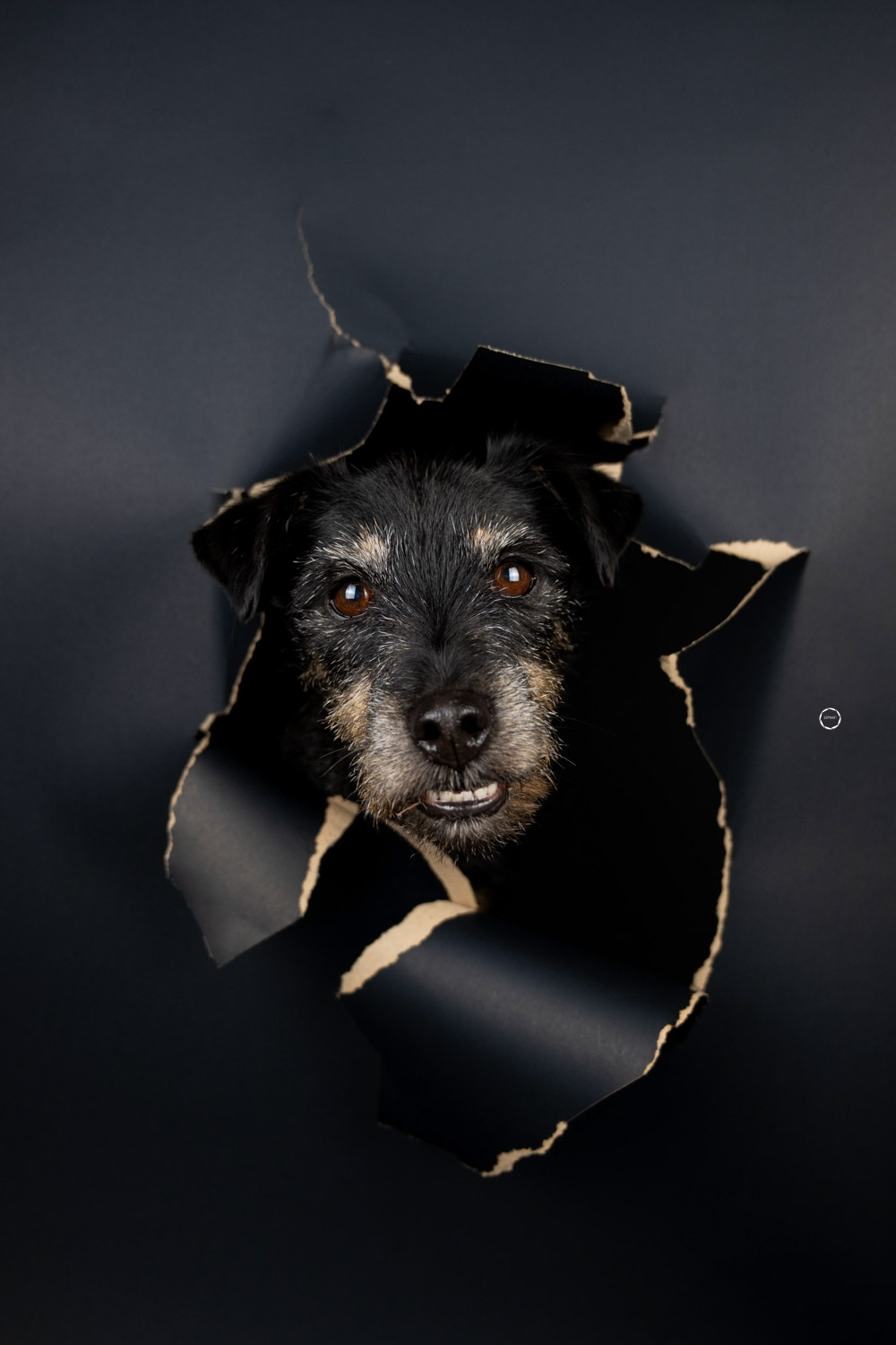 Sophart Photography Hunde Fotografie im Studio