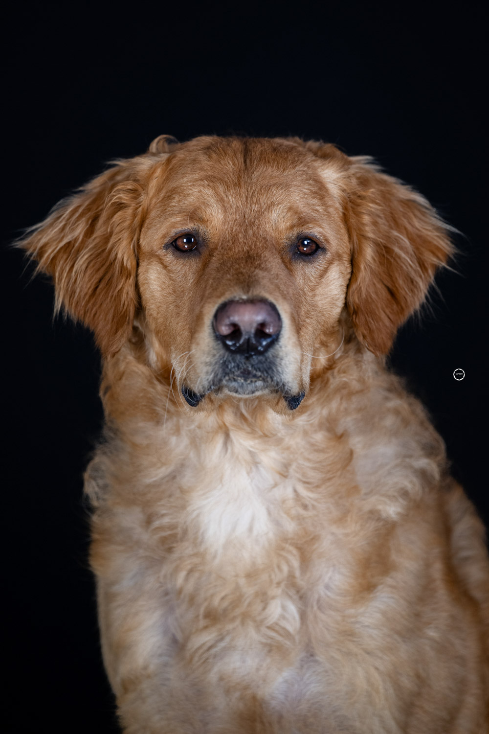 Sophart Photography Hunde Fotografie im Studio