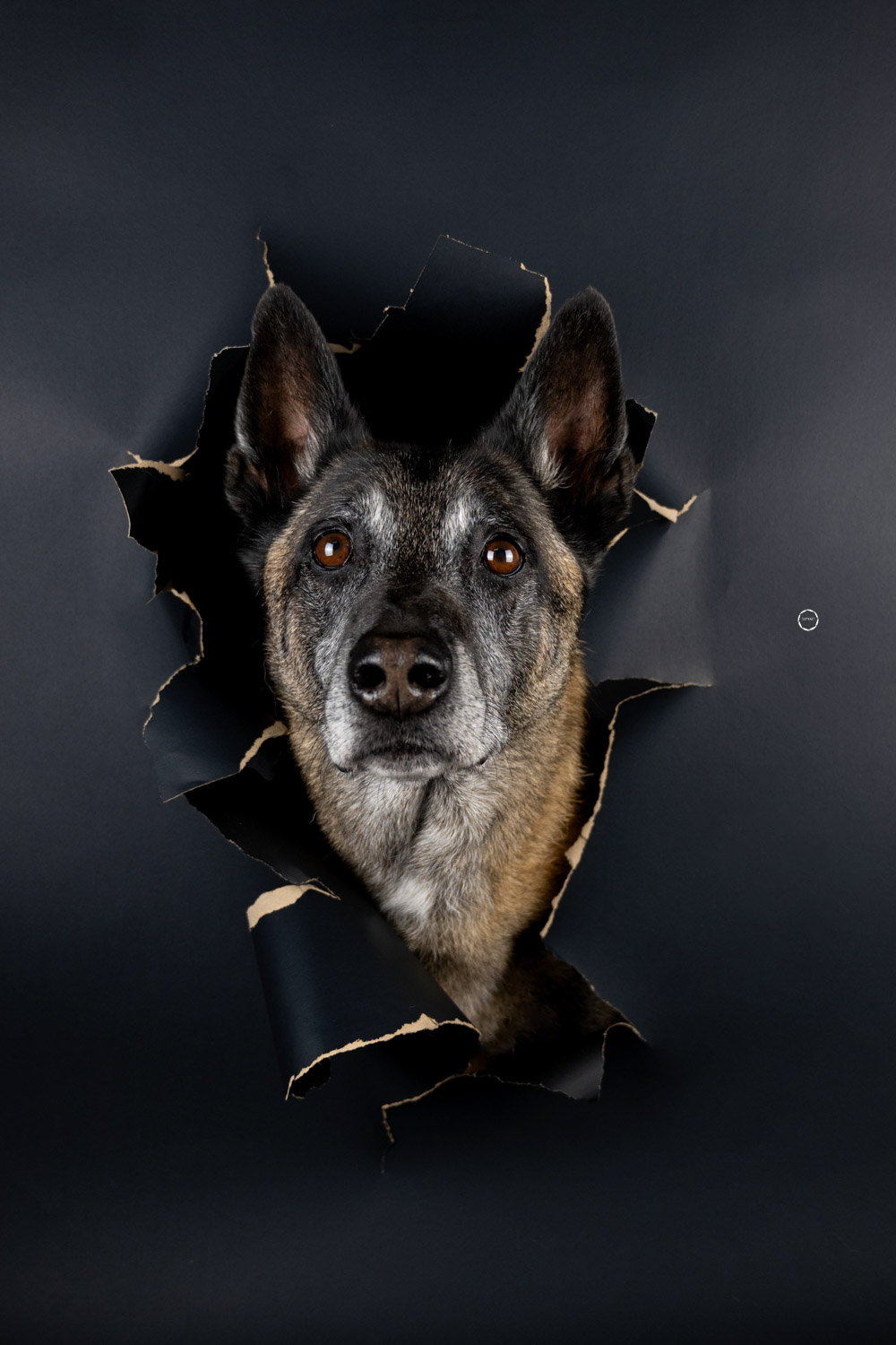 Sophart Photography Hunde Fotografie im Studio