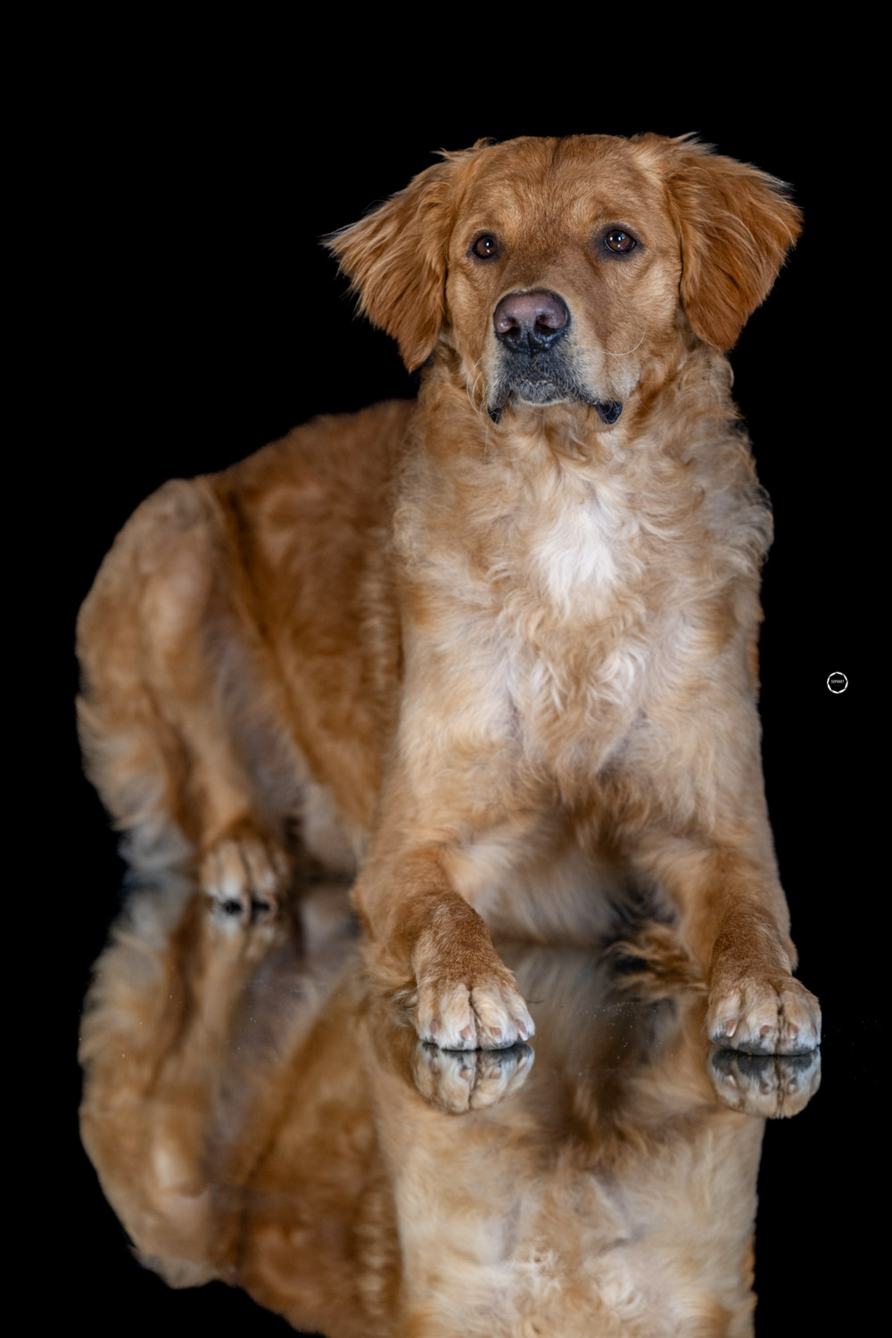 Sophart Photography Hunde Fotografie im Studio