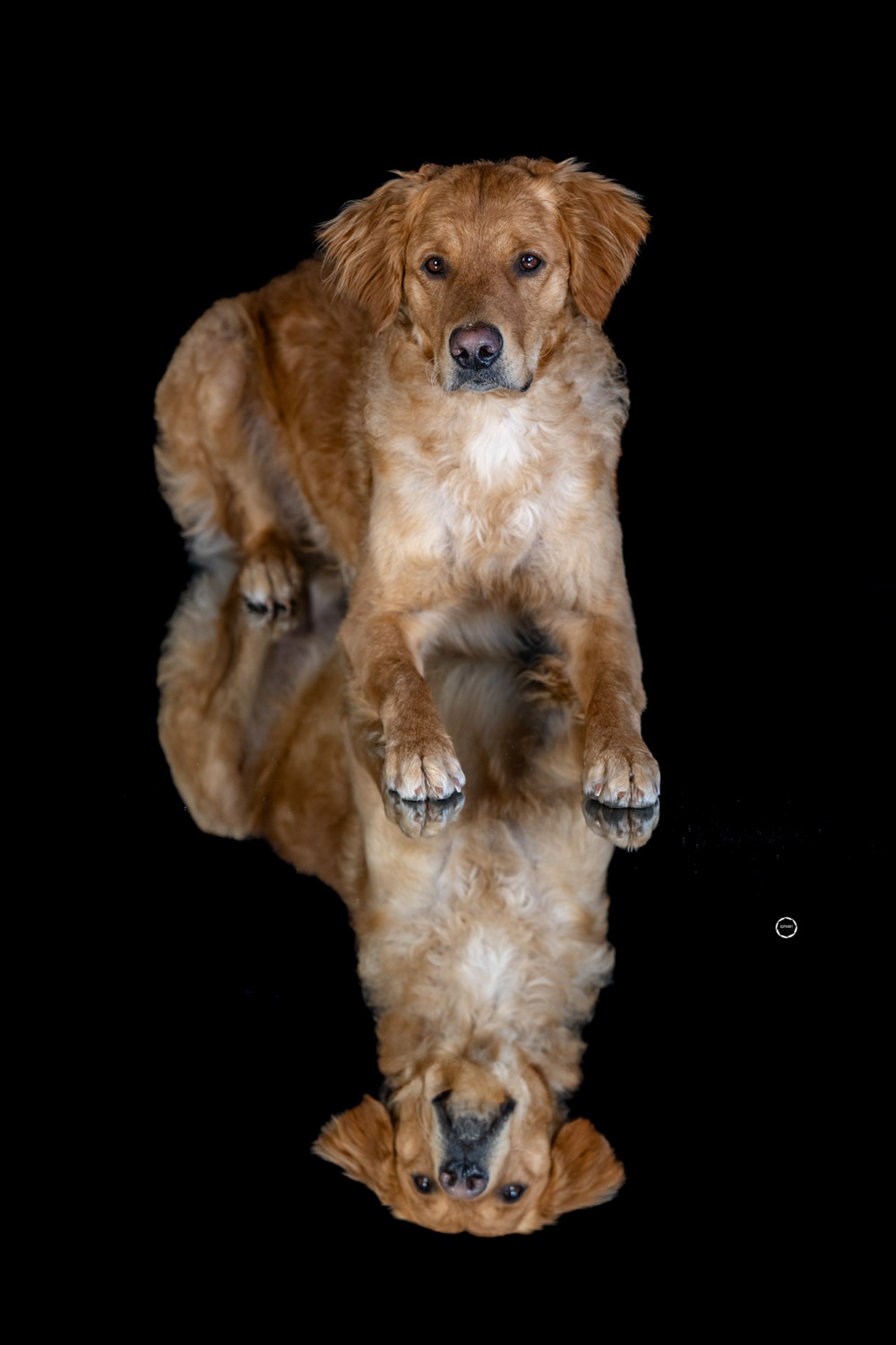 Sophart Photography Hunde Fotografie im Studio