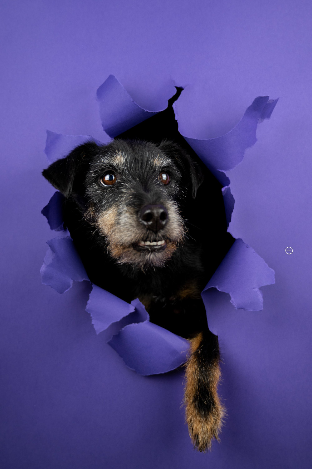 Sophart Photography Hunde Fotografie im Studio