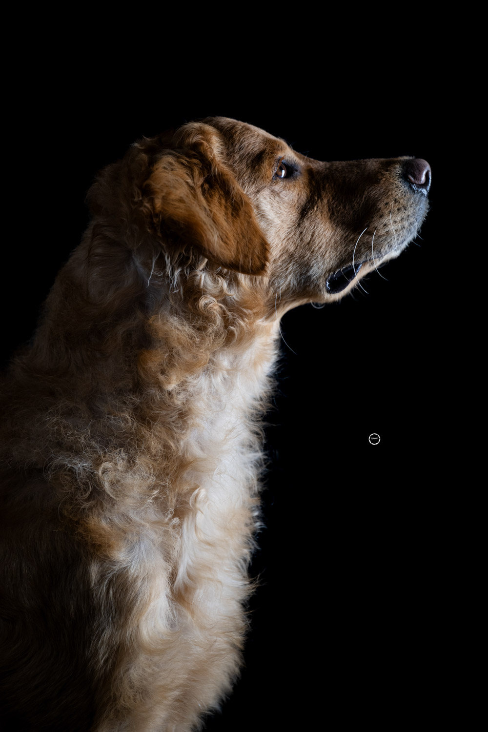 Sophart Photography Hunde Fotografie im Studio