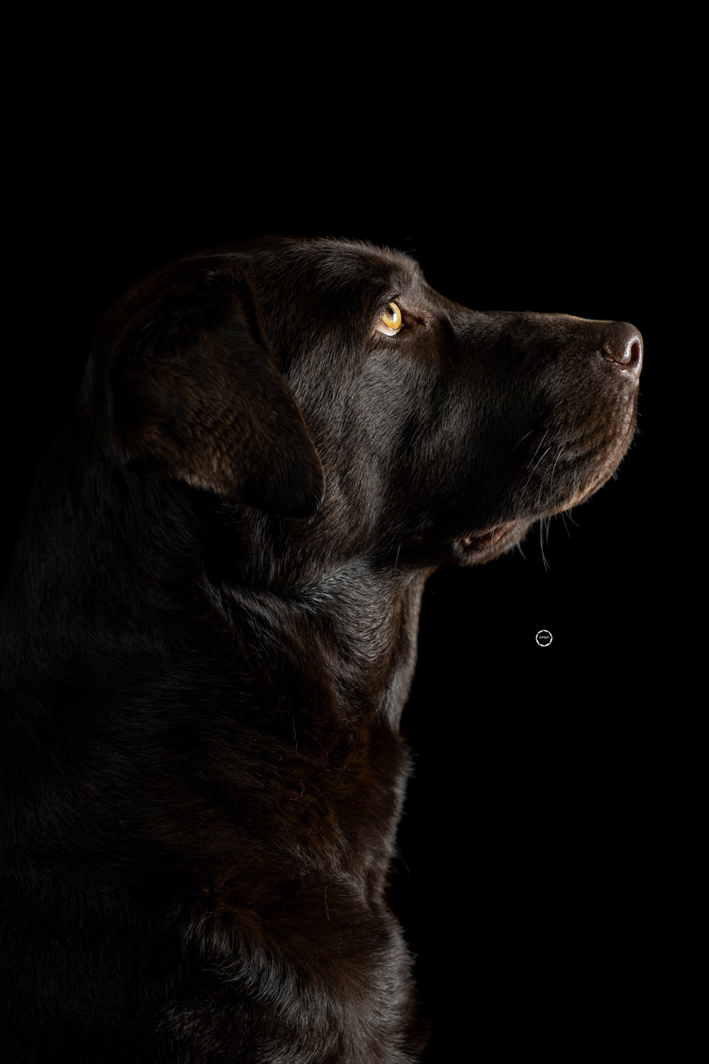 Sophart Photography Hunde Fotografie im Studio