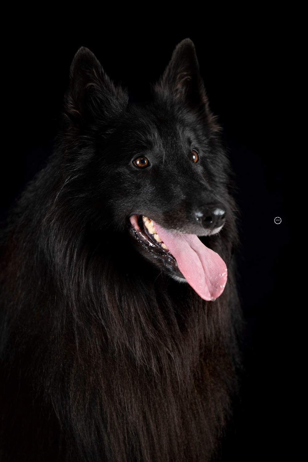 Sophart Photography Hunde Fotografie im Studio