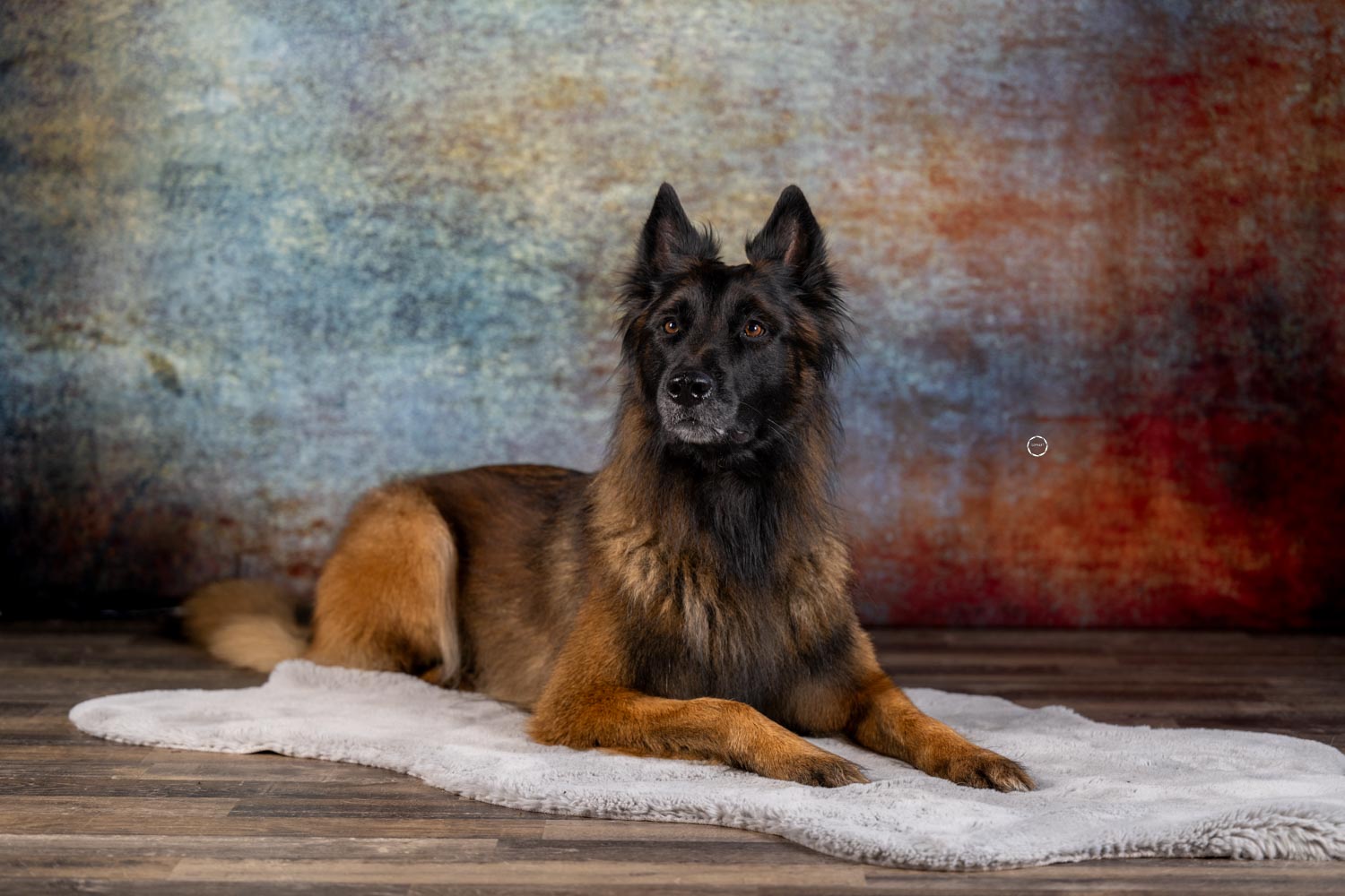 Sophart Photography Hunde Fotografie im Studio