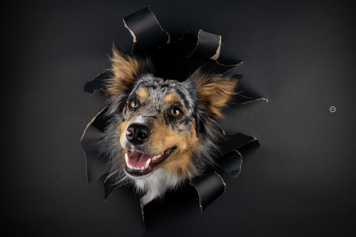 Sophart Photography Hunde Fotografie im Studio