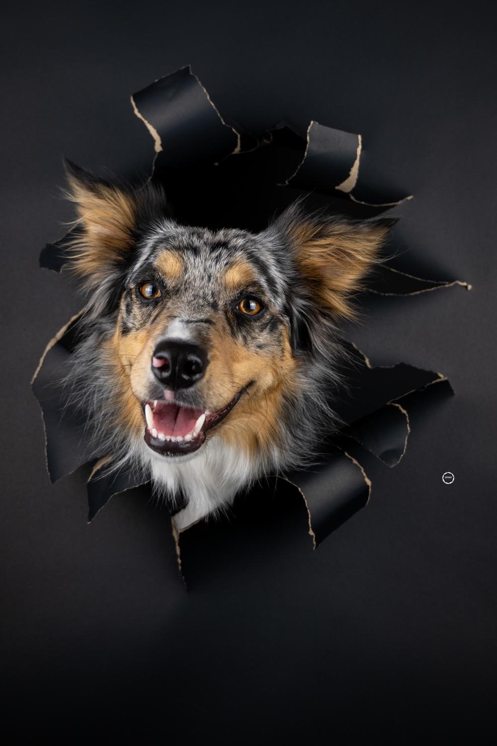 Sophart Photography Hunde Fotografie im Studio