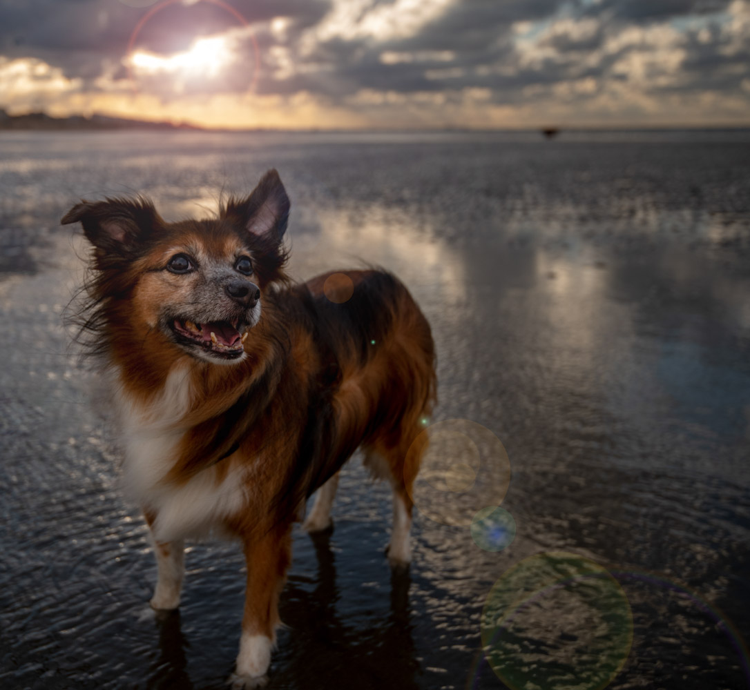 Sophart Photography Hunde Fotografie