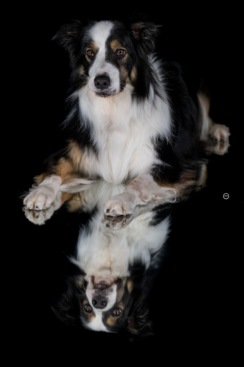 Sophart Photography Hunde Fotografie im Studio