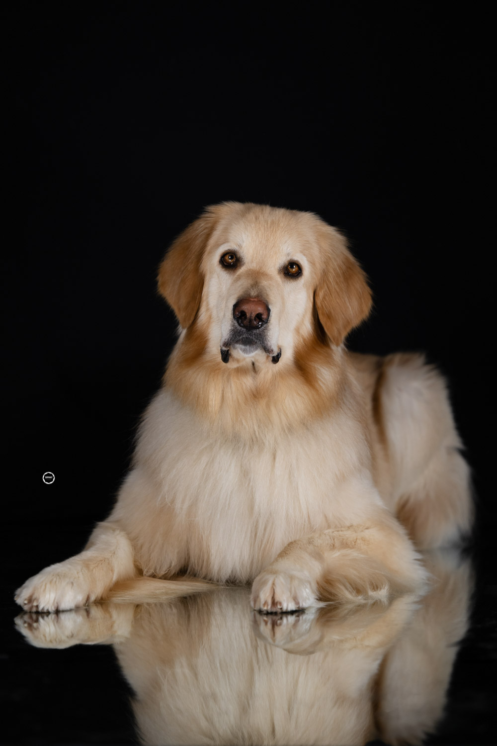 Sophart Photography Hunde Fotografie im Studio