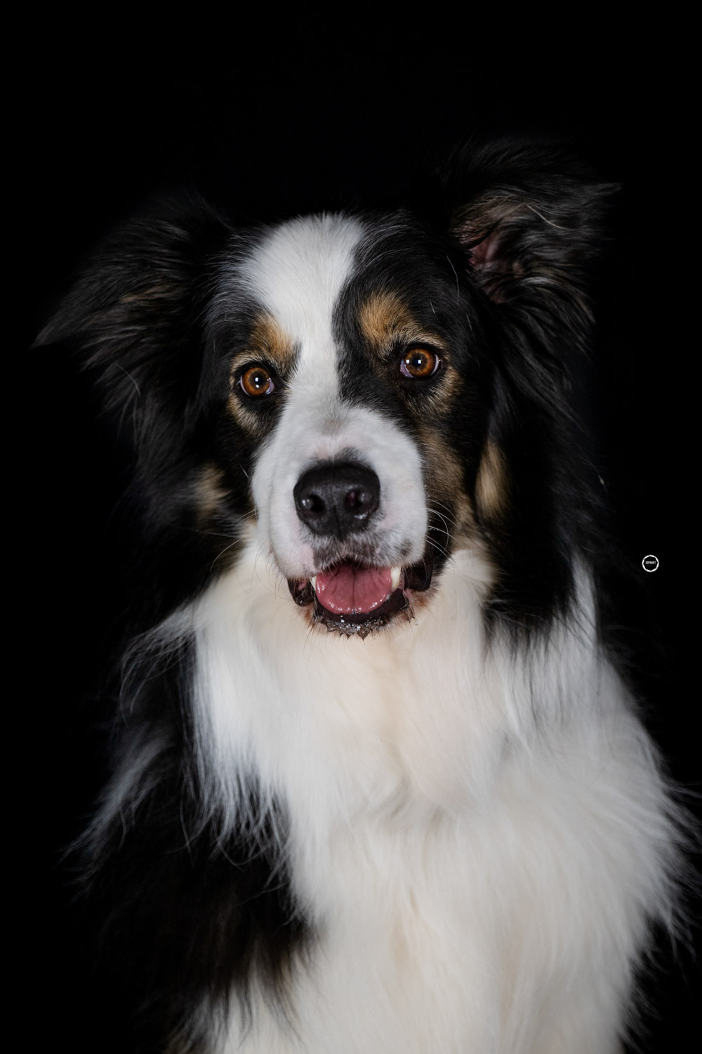 Sophart Photography Hunde Fotografie im Studio