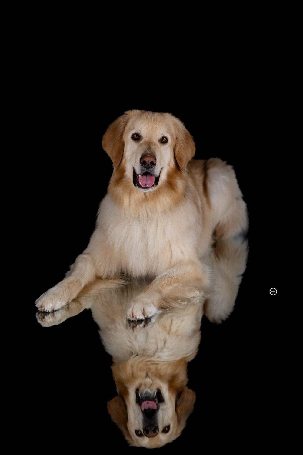 Sophart Photography Hunde Fotografie im Studio