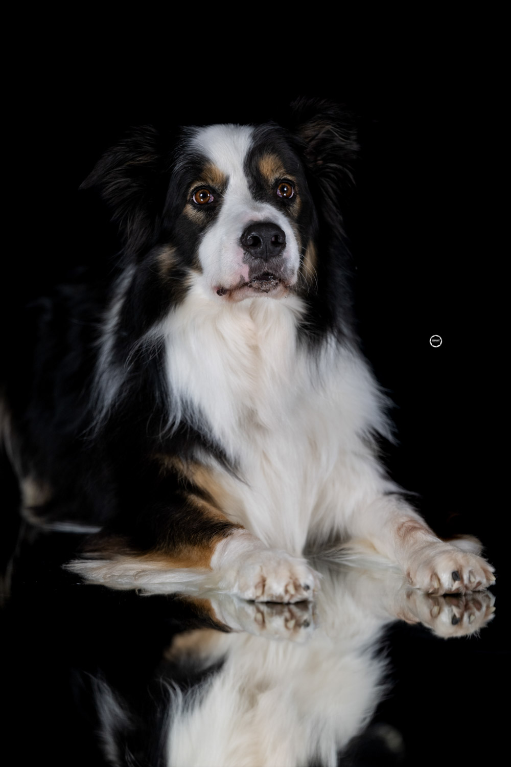 Sophart Photography Hunde Fotografie im Studio