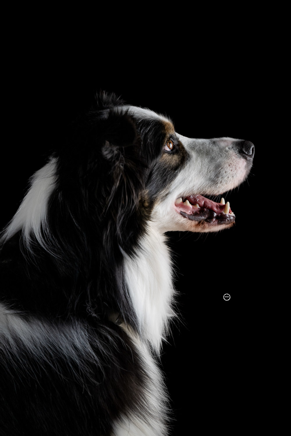 Sophart Photography Hunde Fotografie im Studio