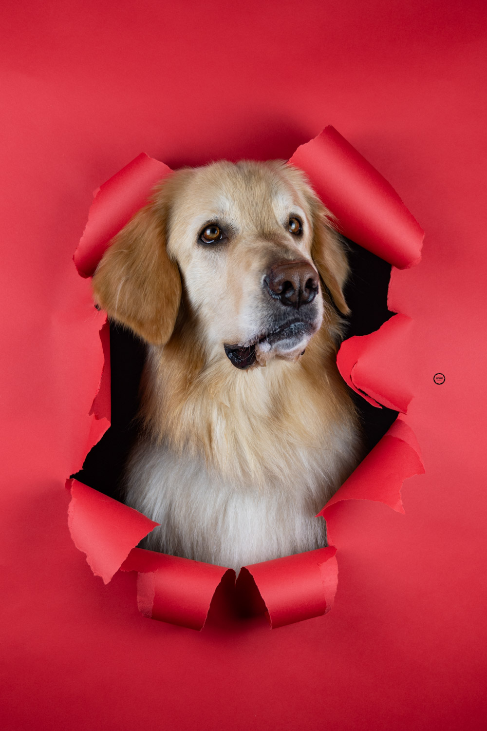 Sophart Photography Hunde Fotografie im Studio