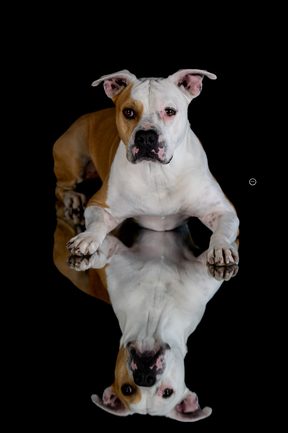 Sophart Photography Hunde Fotografie im Studio