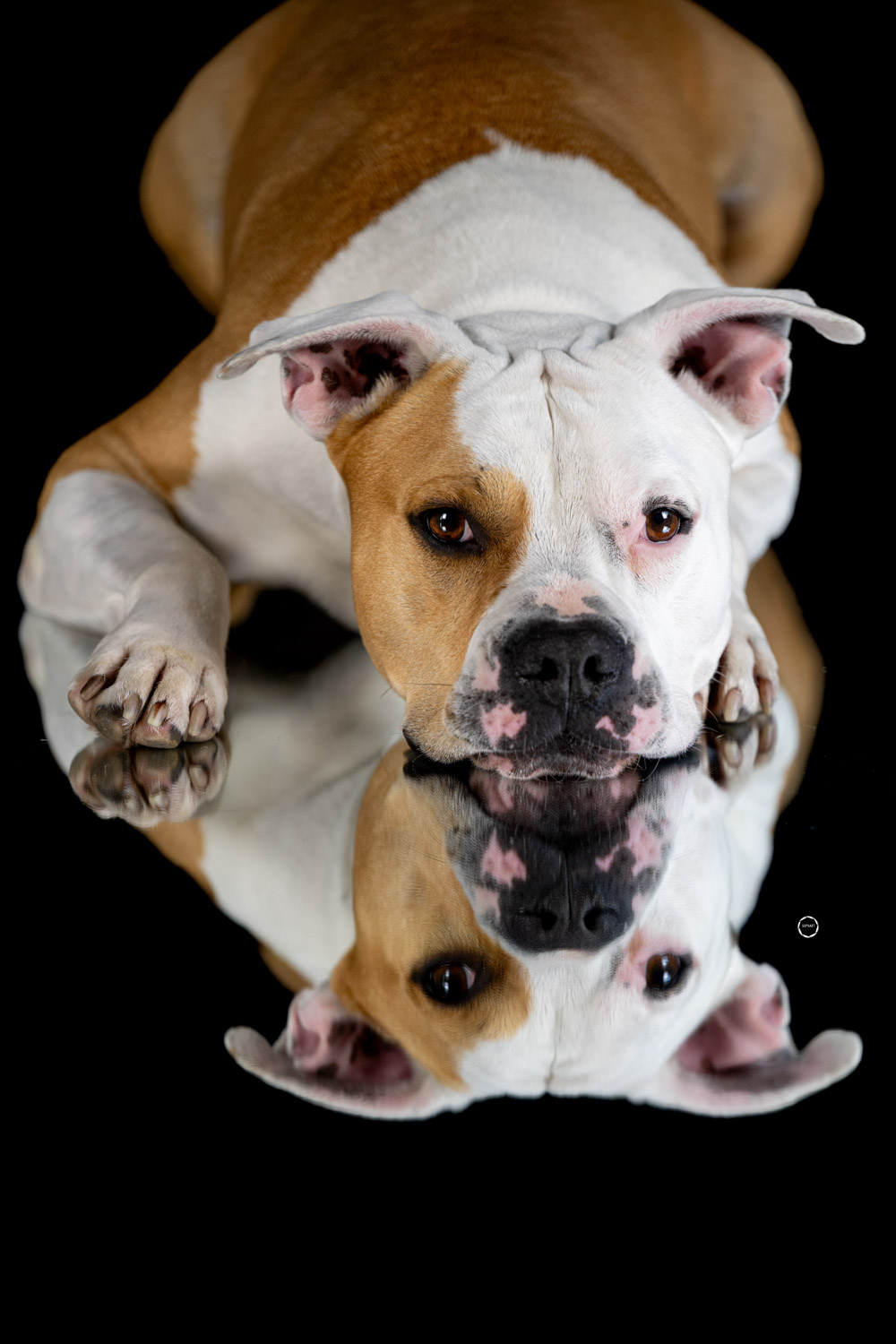 Sophart Photography Hunde Fotografie im Studio