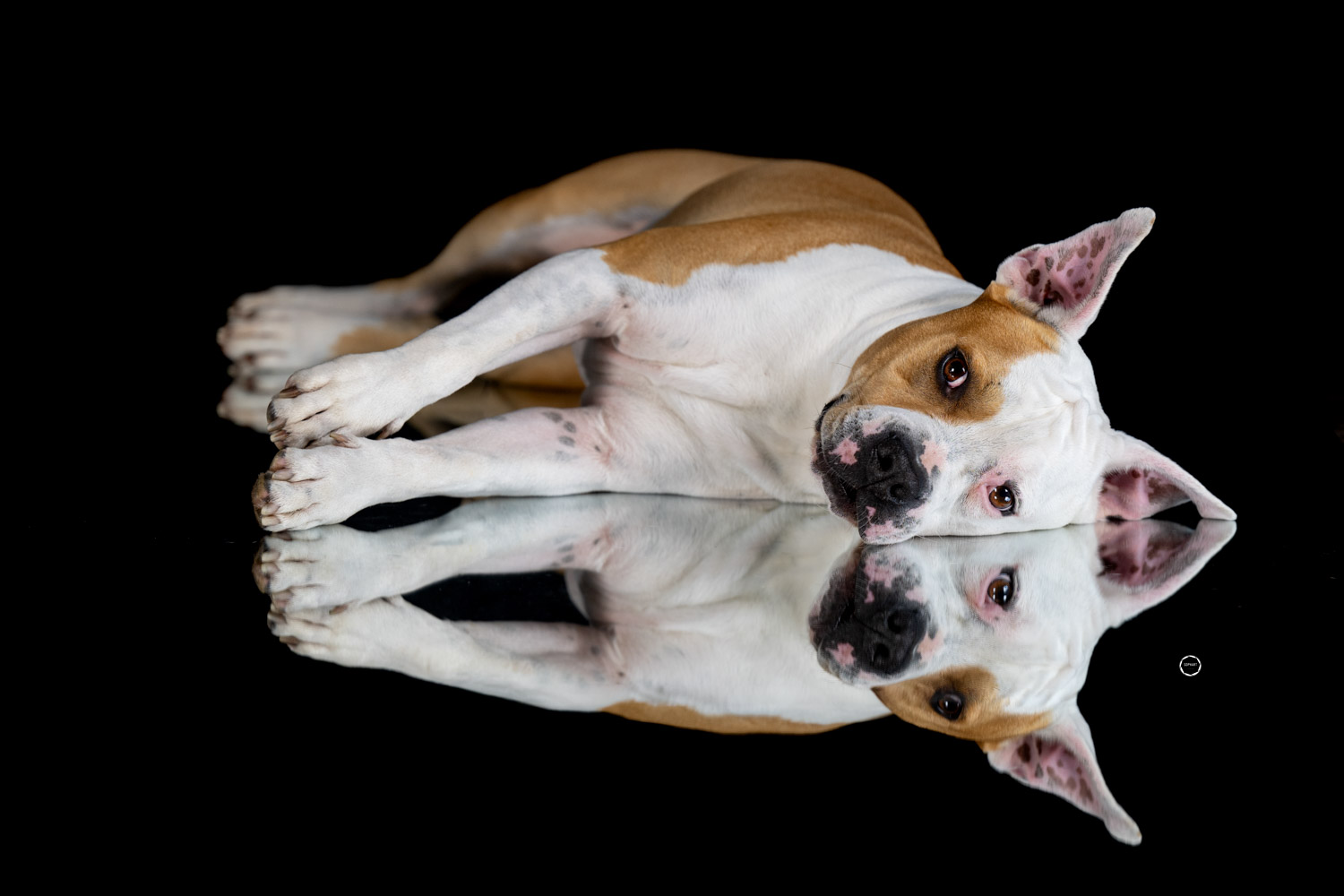 Sophart Photography Hunde Fotografie im Studio