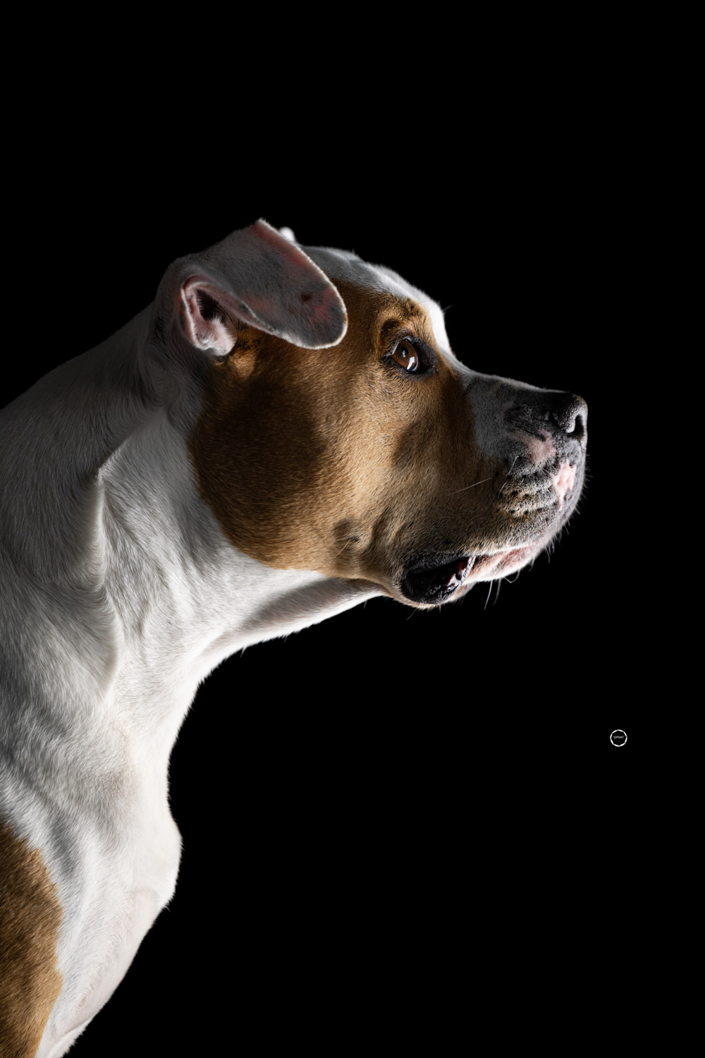 Sophart Photography Hunde Fotografie im Studio