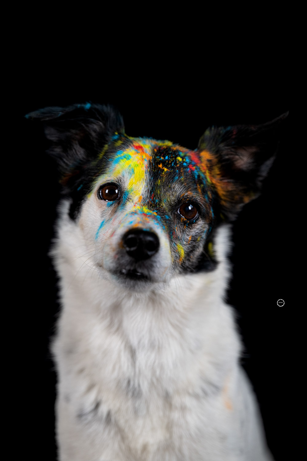 Sophart Photography Hunde Fotografie im Studio