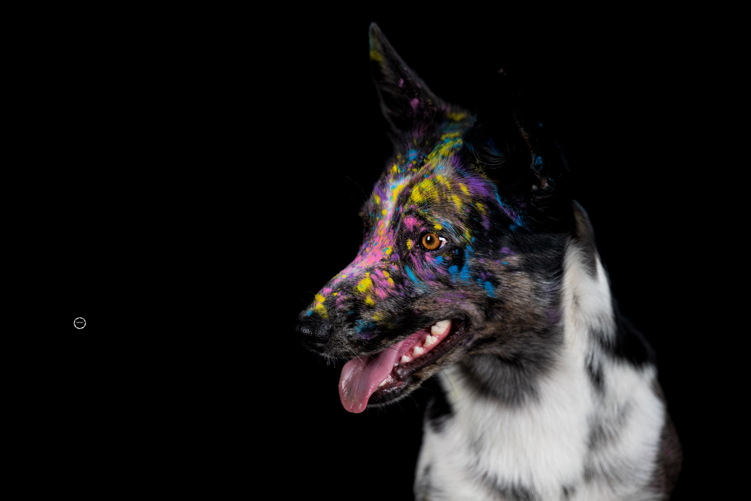 Sophart Photography Hunde Fotografie im Studio