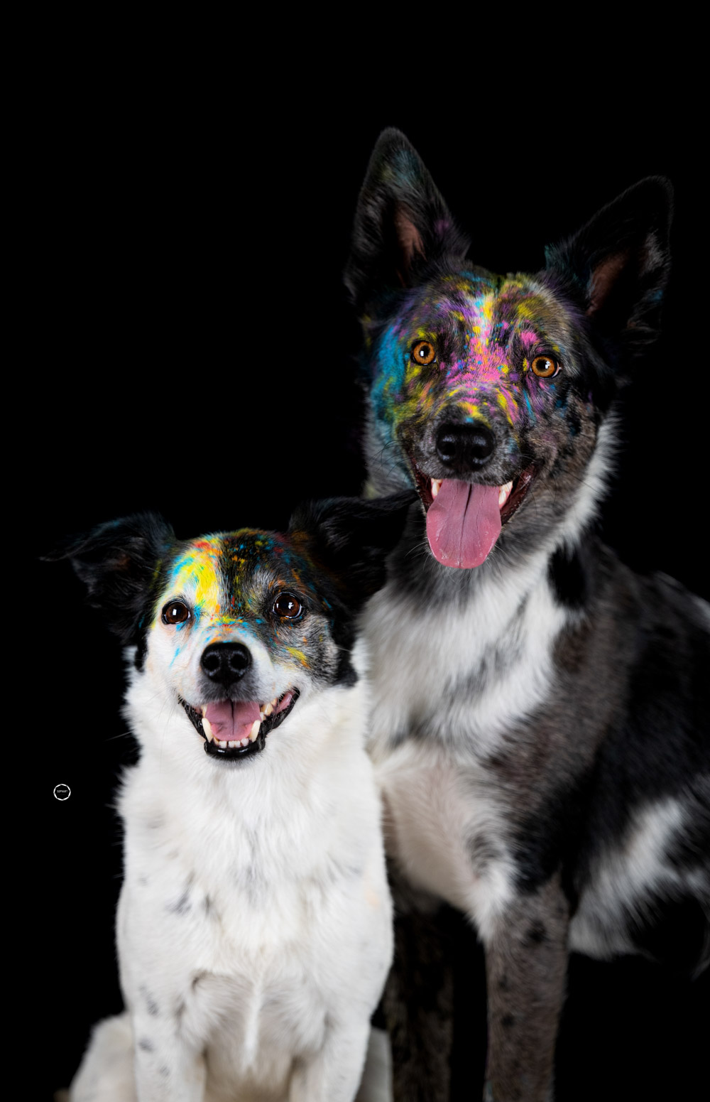 Sophart Photography Hunde Fotografie im Studio