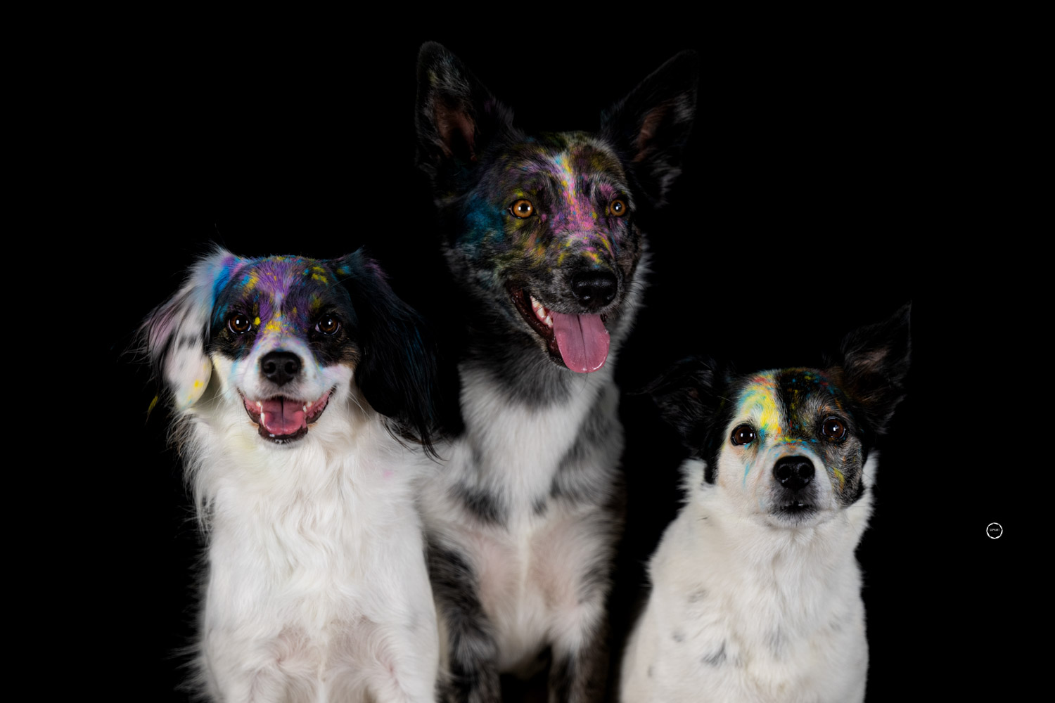 Sophart Photography Hunde Fotografie im Studio