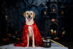 Sophart Photography Hunde Fotografie im Studio