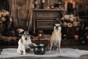 Sophart Photography Hunde Fotografie im Studio