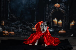 Sophart Photography Hunde Fotografie im Studio