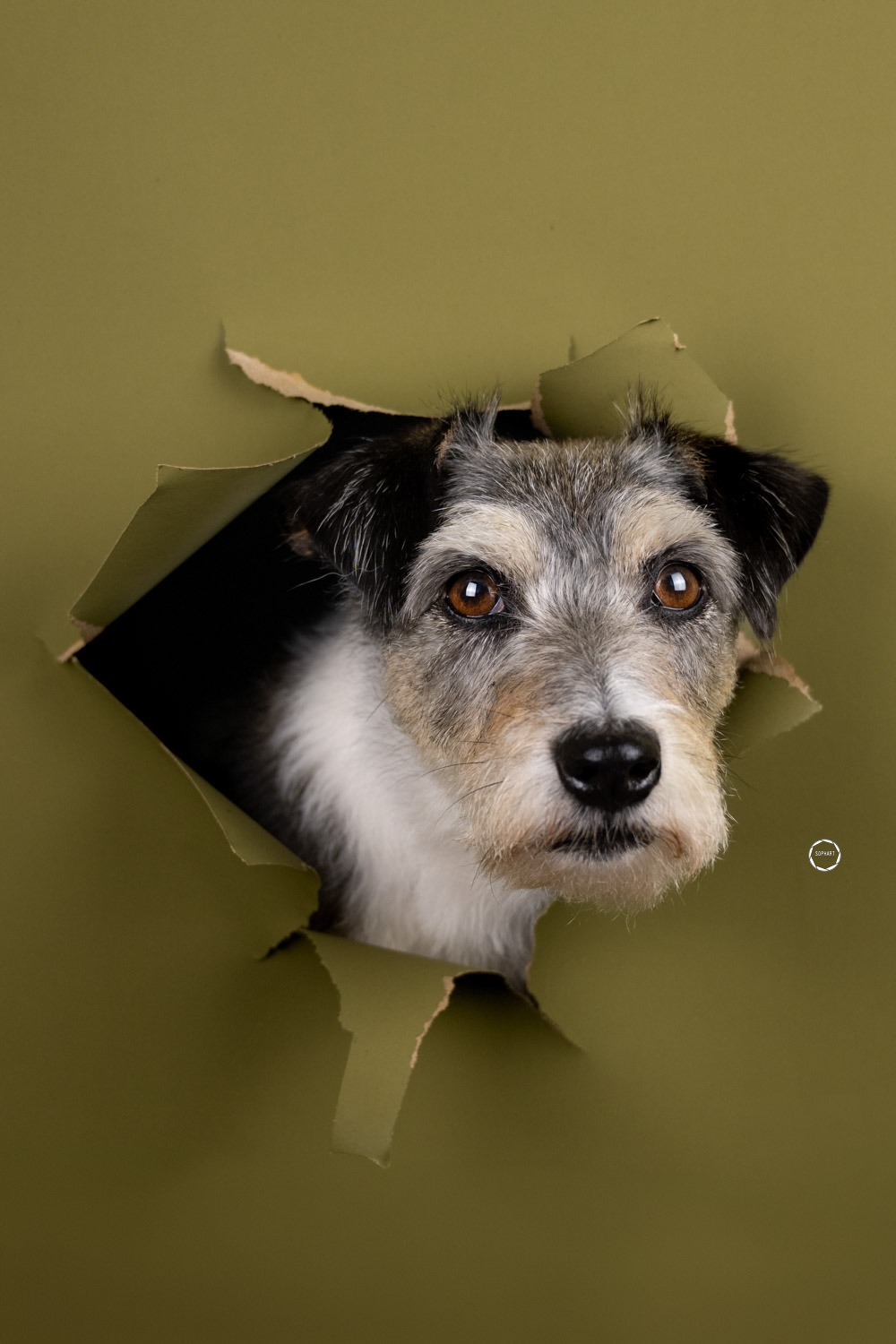 Sophart Photography Hunde Fotografie im Studio