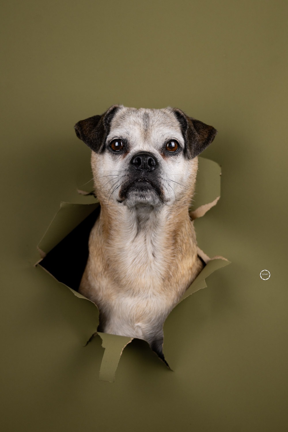 Sophart Photography Hunde Fotografie im Studio