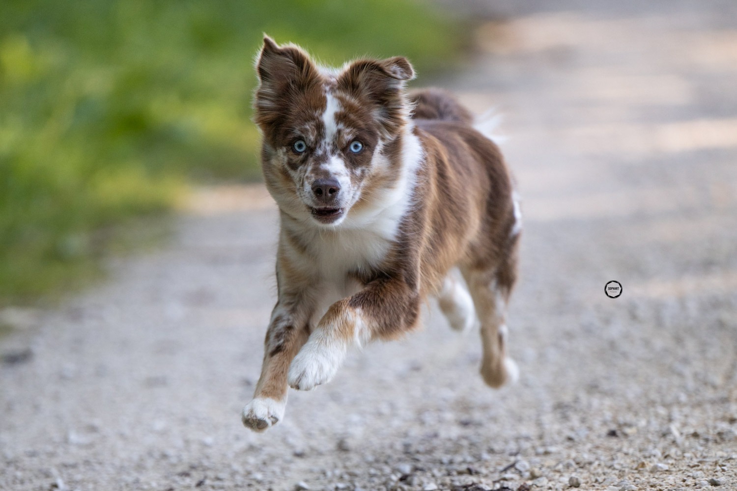 Sophart Photography Hunde Fotografie