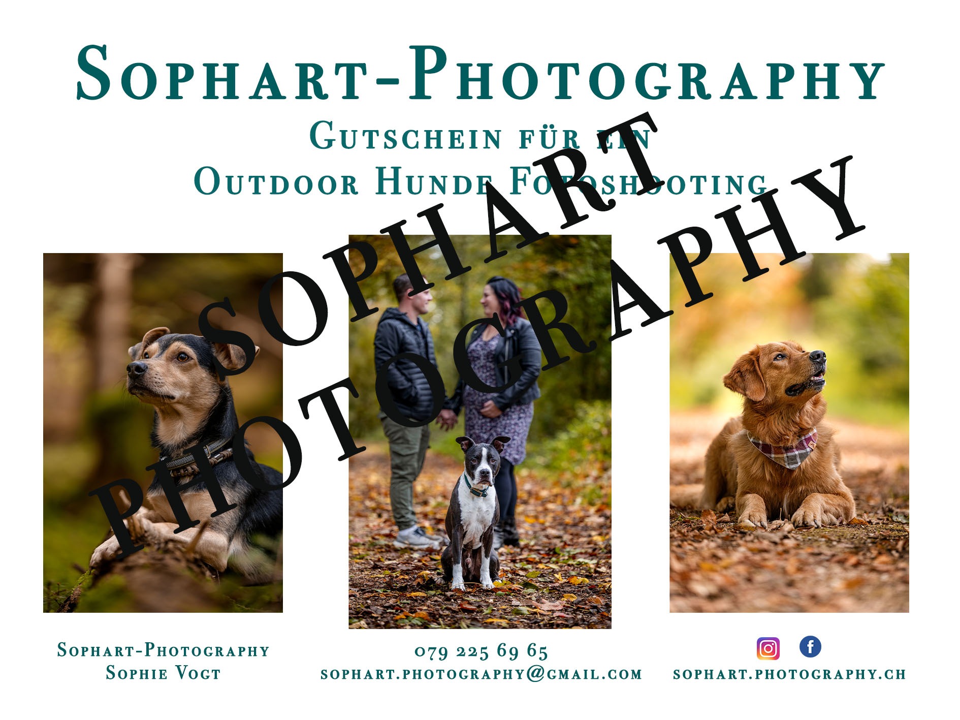 Sophart Photography Hunde Fotografie Gutschein