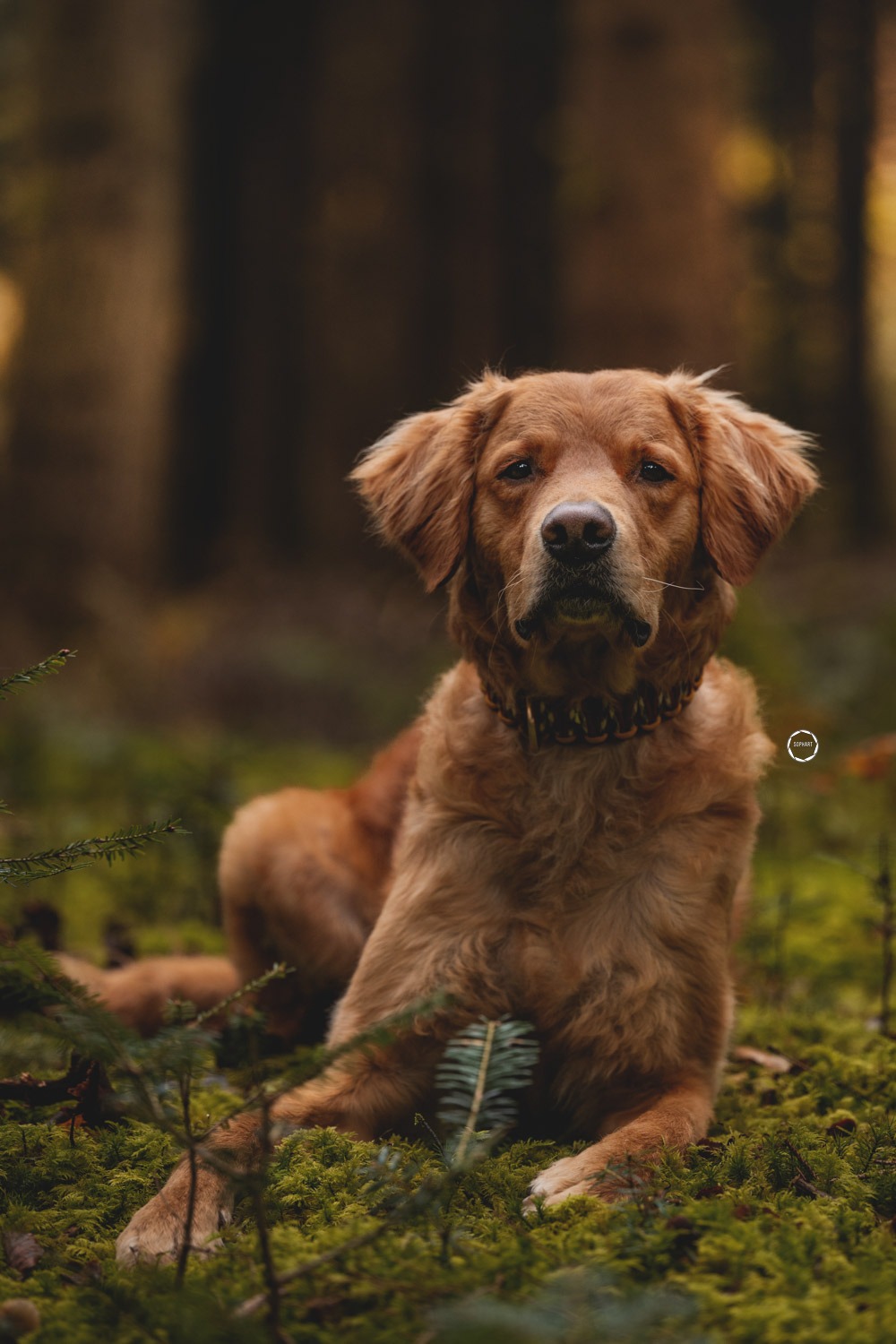 Sophart Photography Hunde Fotografie