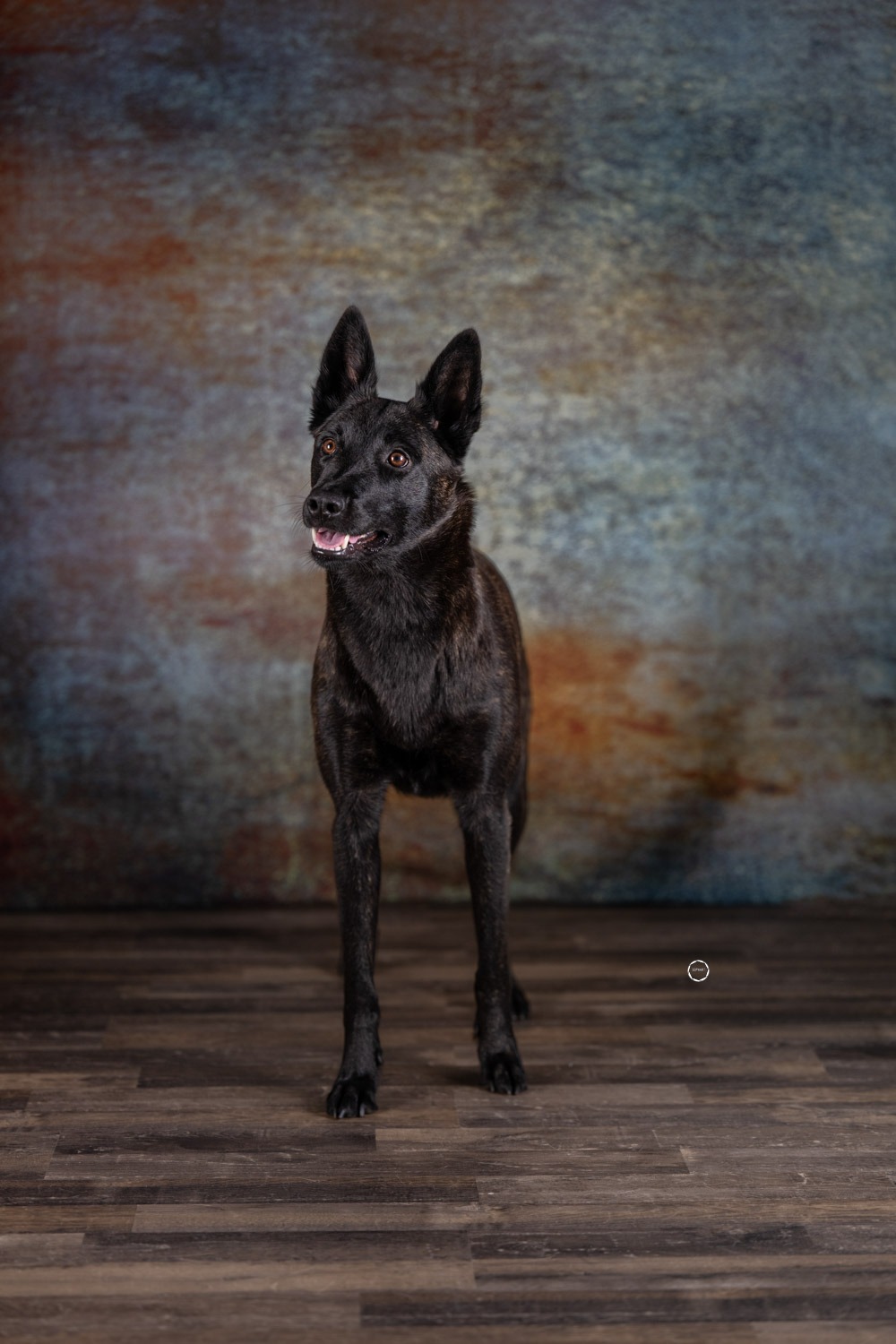 Sophart Photography Hunde Fotografie im Studio