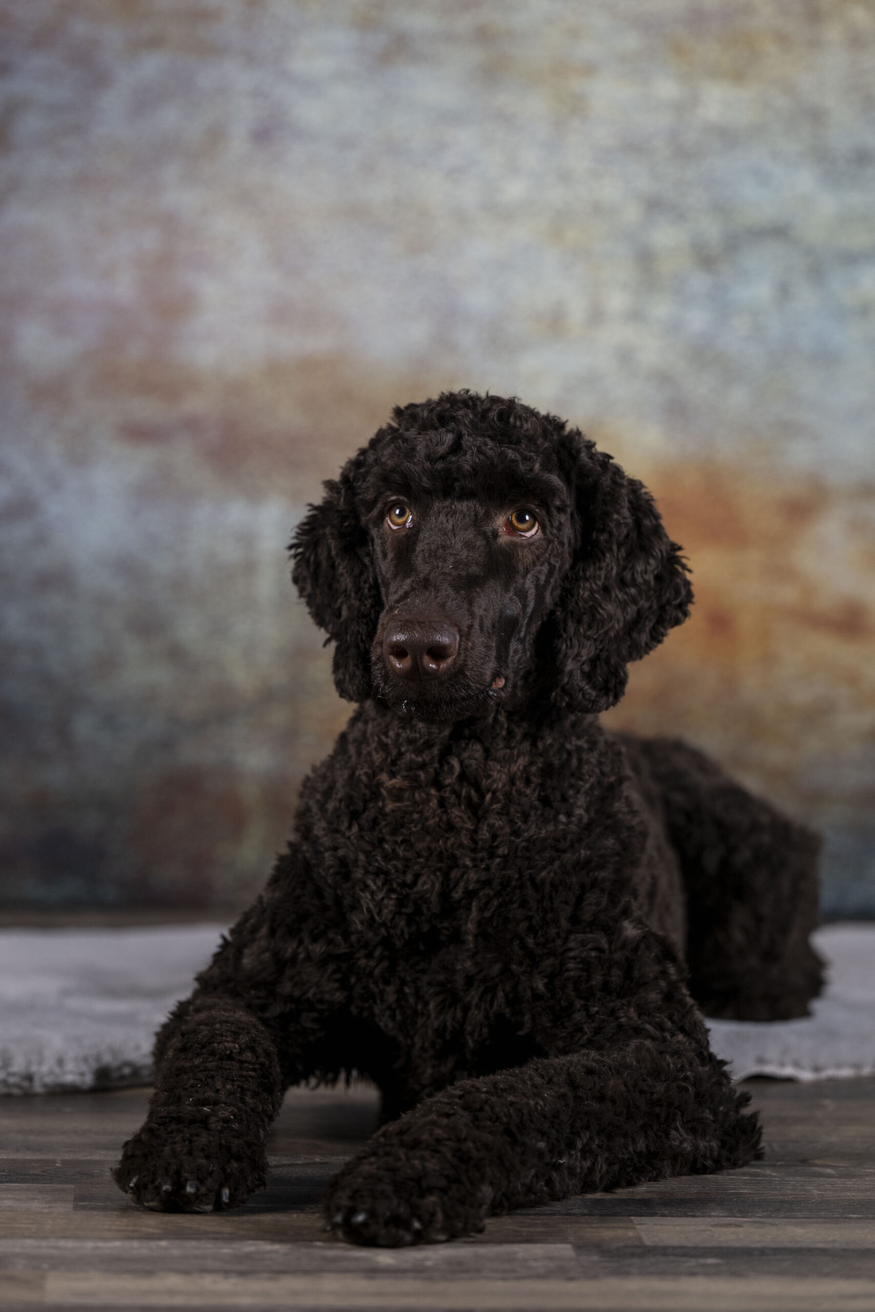 Sophart Photography Hunde Fotografie im Studio