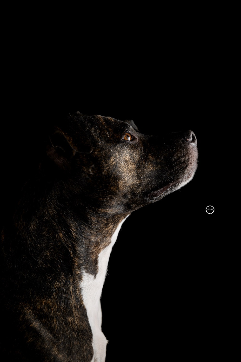 Sophart Photography Hunde Fotografie im Studio