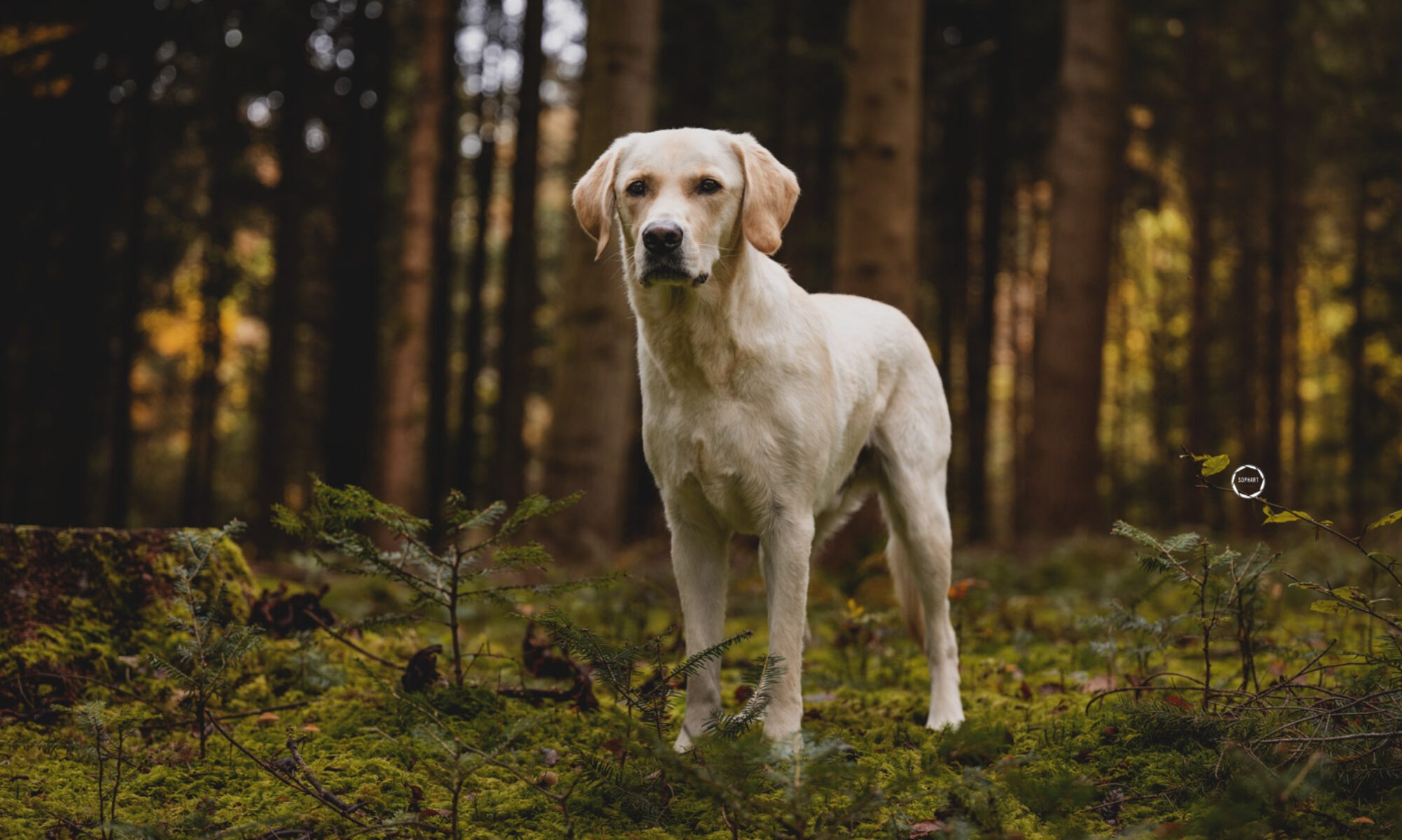 Sophart Photography Hunde Fotografie