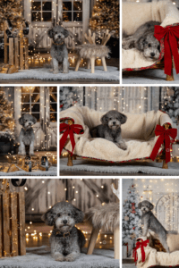 Sophart Photography Hunde Fotografie Weihnachten