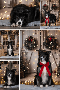 Sophart Photography Hunde Fotografie Weihnachten