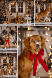 Sophart Photography Hunde Fotografie Weihnachten