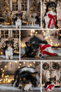 Sophart Photography Hunde Fotografie Weihnachten