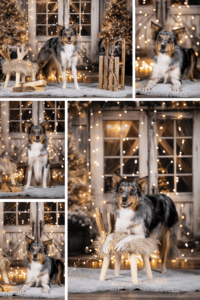 Sophart Photography Hunde Fotografie Weihnachten